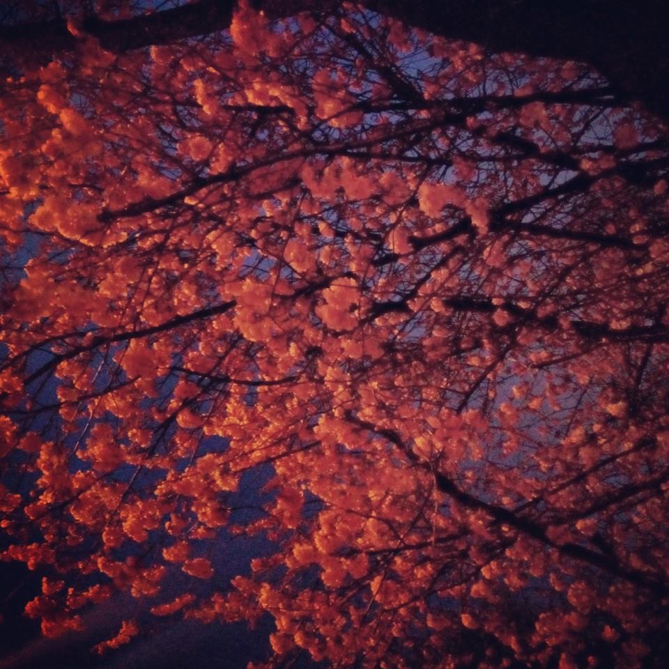 10485890_350396585165642_812842597993956603_n