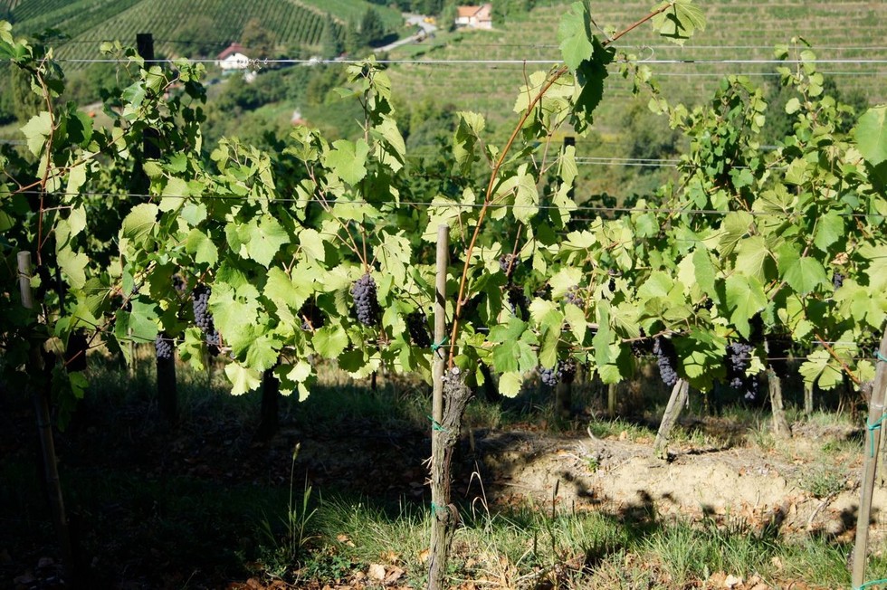 weinreben-in-slowenien