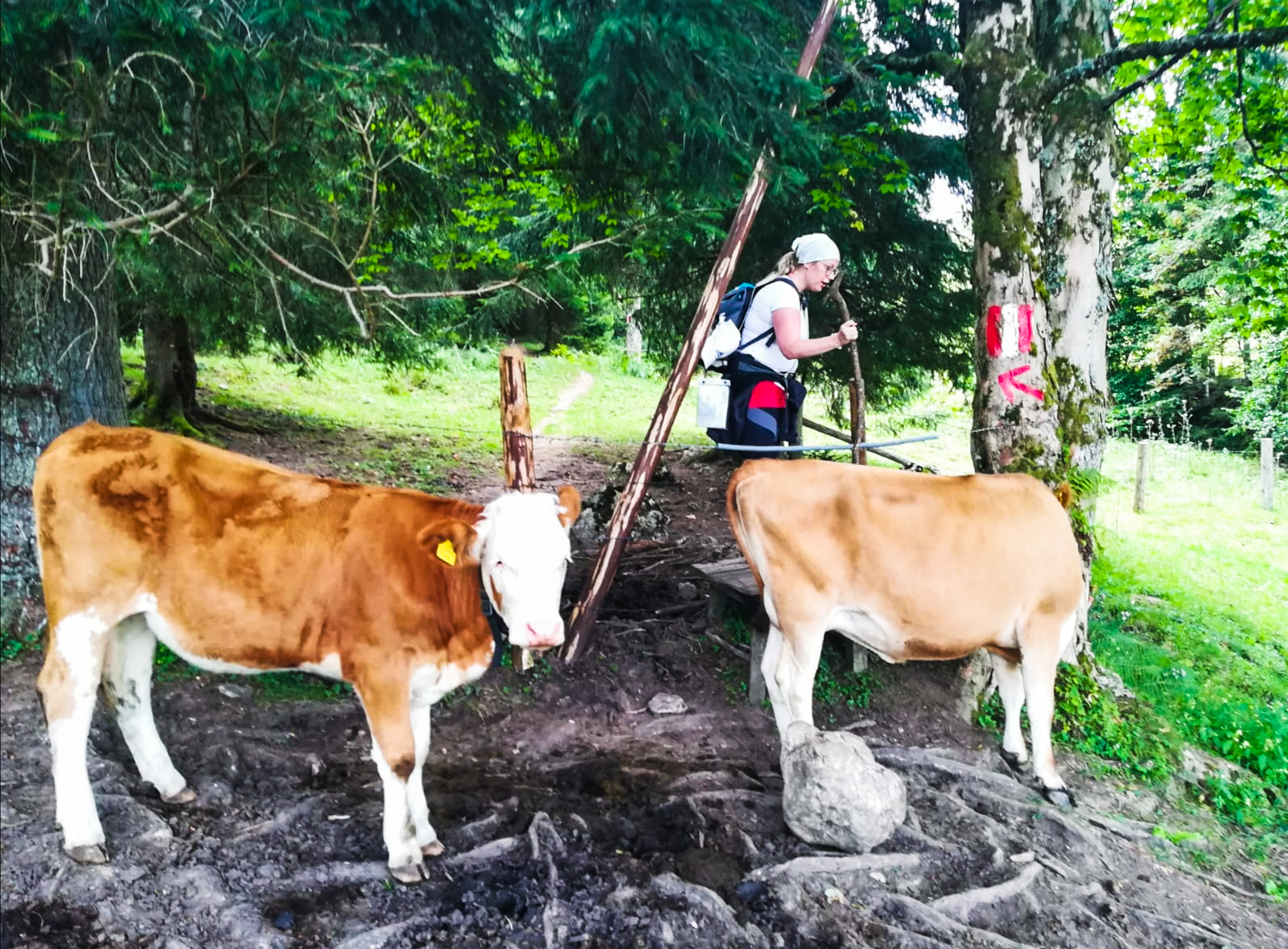 Eurohike Almwandern im Salzkammergut: Meine Erfahrung